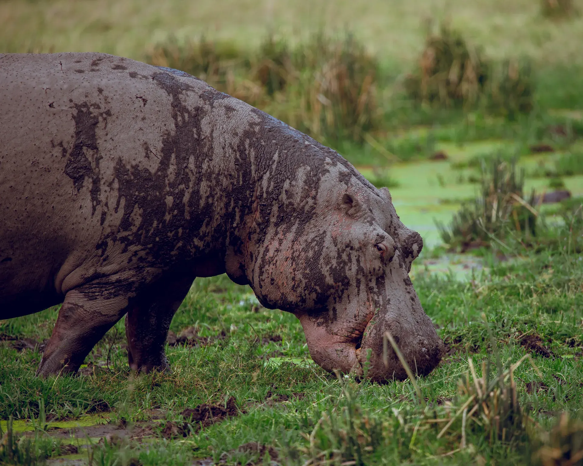Hippo in a wetland on safari